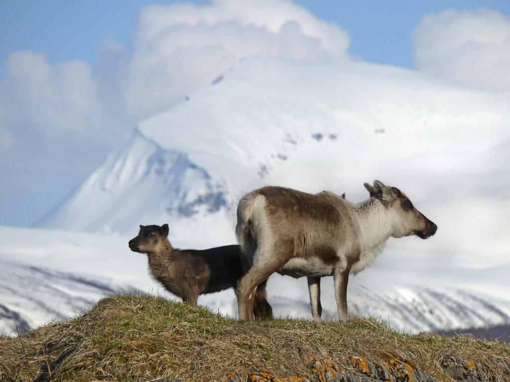 Knut Forberg, "Ny i Tromsø"