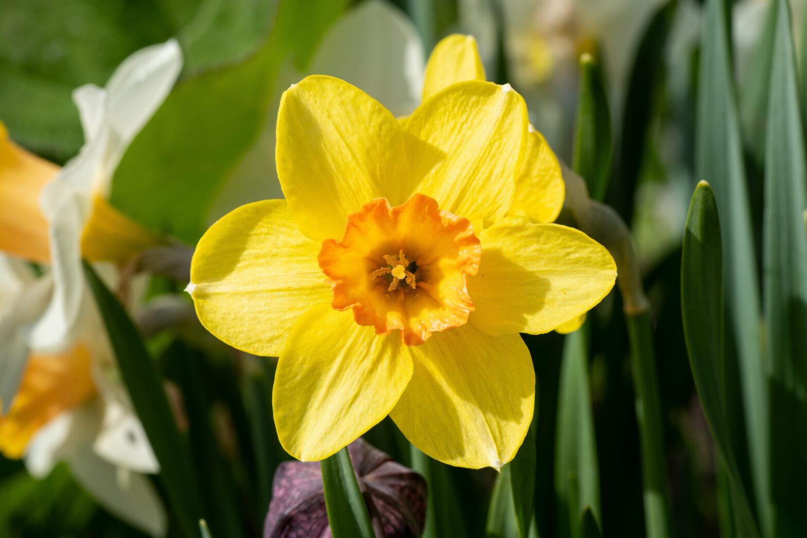 Fotografering i botanisk hage 7. juni.